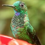 Hummingbird